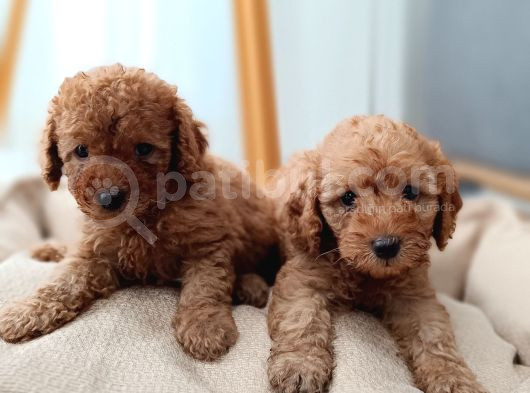 Kıvır Kıvır Renk Renk Poodle Yavrularımız görsel