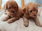 Kıvır Kıvır Renk Renk Poodle Yavrularımız
