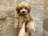 Puppy Paw Maltipoo Yavruları