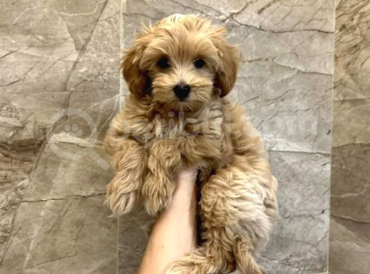 Puppy Paw Maltipoo Yavruları görsel