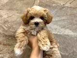 Puppy paw maltipoo yavruları