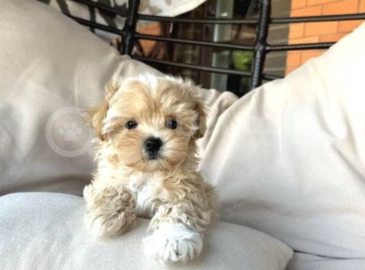 Puppy Paw Maltipoo Yavruları görsel