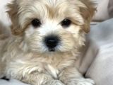 Puppy Paw Maltipoo Yavruları