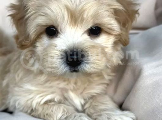 Puppy Paw Maltipoo Yavruları görsel