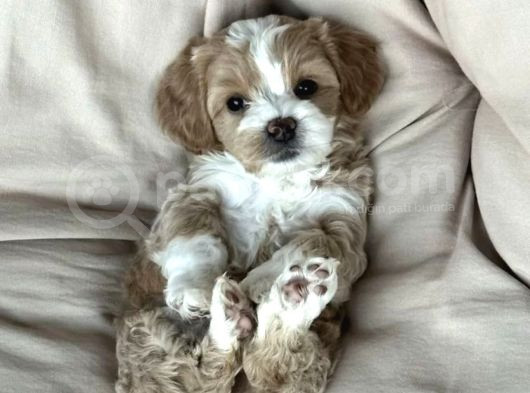 Puppy Paw Maltipoo Yavruları