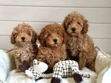 Hatay Toy Poodle Yavru