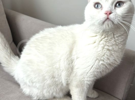 Ücretsiz Bembeyaz Pamuk görsel