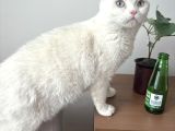 Ücretsiz Bembeyaz Pamuk