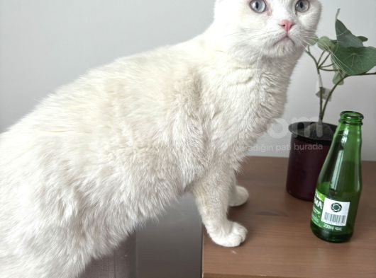 Ücretsiz Bembeyaz Pamuk görsel