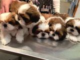 Anti-Alerjik Shihtzu Yavrular Her Yere Gönderilir