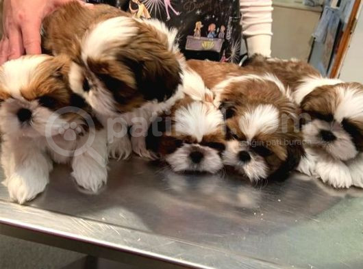 Anti-Alerjik Shihtzu Yavrular Her Yere Gönderilir görsel
