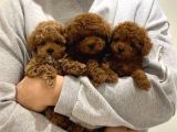 Kg Boy Garanti̇li̇ Kore Toypoodle Yavrular Heryere Gönderi̇li̇r