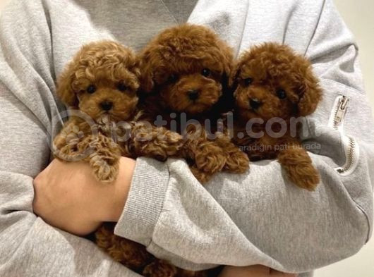 Kg Boy Garanti̇li̇ Kore Toypoodle Yavrular Heryere Gönderi̇li̇r görsel