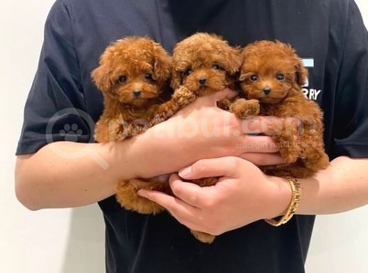 Kg Boy Garanti̇li̇ Kore Toypoodle Yavrular Heryere Gönderi̇li̇r görsel