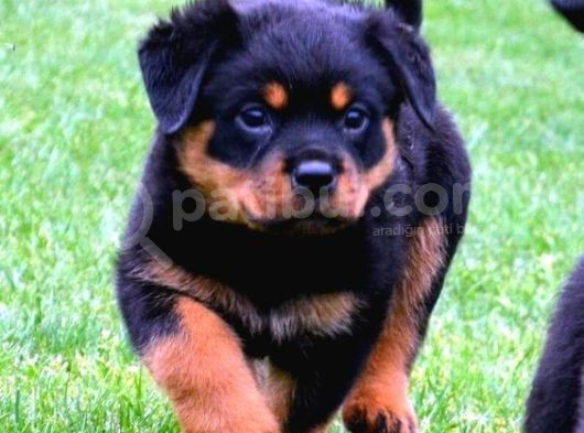 Safkan Rottweiler Yavrular Her Yere Gönderilir görsel