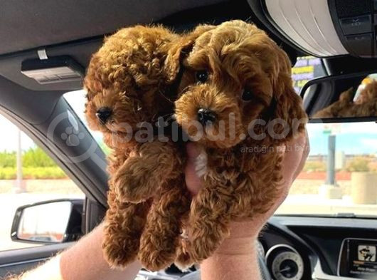 Kg Boy Garanti̇li̇ Kore Toypoodle Yavrular Heryere Gönderi̇li̇r görsel