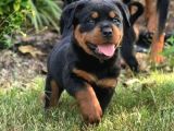 Safkan Rottweiler Yavrular Her Yere Gönderilir