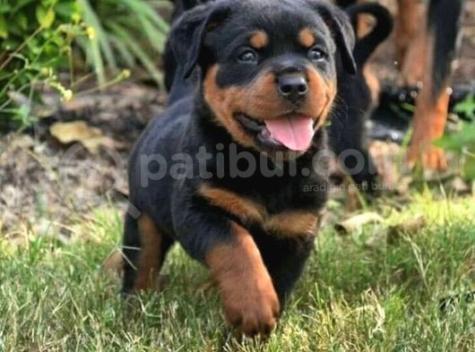 Safkan Rottweiler Yavrular Her Yere Gönderilir görsel