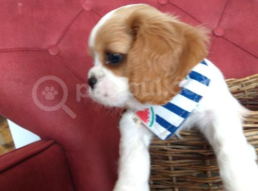 Cavalier Yavrular Her Yere Gönderilir görsel