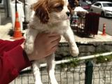 Cavalier Yavrular Her Yere Gönderilir
