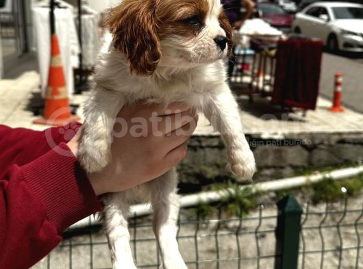 Cavalier Yavrular Her Yere Gönderilir görsel