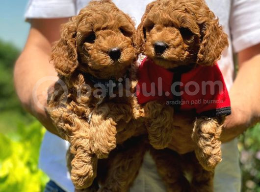 ANNE ALTINDAN TOY POODLE