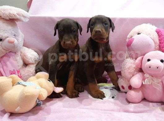 Safkan Doberman Yavrularımız görsel