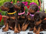 Safkan Doberman Yavrularımız