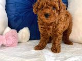 Orijinal Kore Kan Poodle Dan Toy Poodle