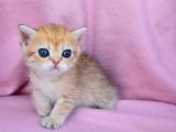 Şahane Gold Rengi NY11 British Shorthair