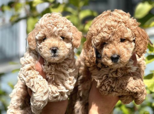 En İyi̇si̇ Kuzeypuppi̇esten Toy Poodle