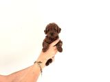 Toy Kore Poodle yavrular