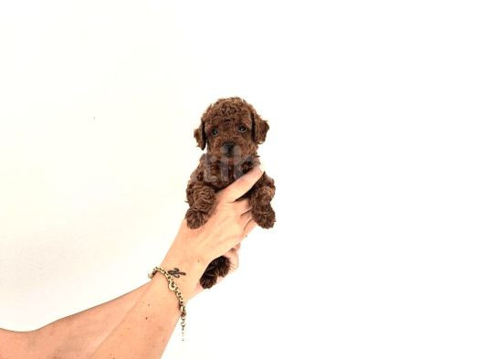 Toy Kore Poodle Yavrular