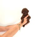 Toy Kore Poodle Yavrular