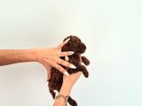 Toy Kore Poodle Yavrular