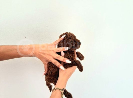 Toy Kore Poodle Yavrular görsel
