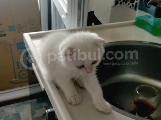 Minik Surat Boncuk Gözlüm görsel