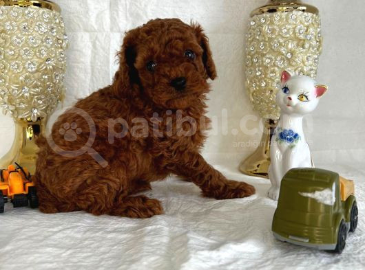 Kore Kan Toy Poodle görsel