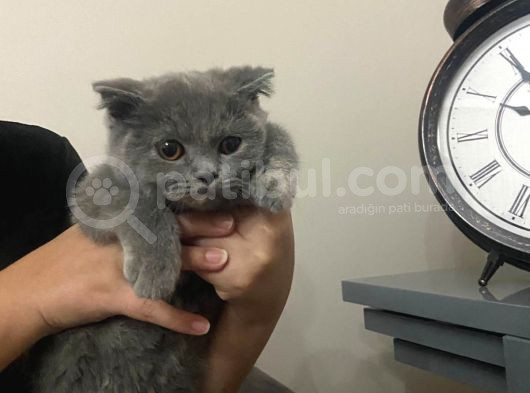 Acil Sahiplendirilmesi Gereken Kedi