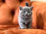 SAFKAN BLUE VE LİLAC BRİTİSH SHORTHAİR YAVRULAR