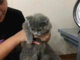 Acil Sahiplendirilmesi Gereken Kedi