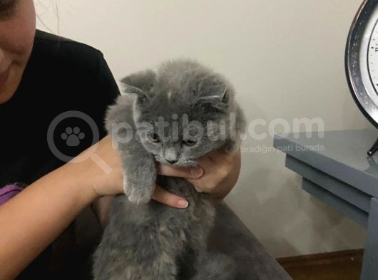 Acil Sahiplendirilmesi Gereken Kedi görsel