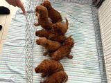 Orjinal Toy Poodle Bebeklerim Anne Yanından Teslim