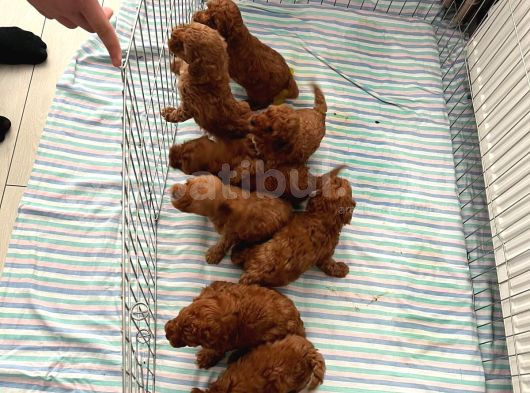 Orjinal Toy Poodle Bebeklerim Anne Yanından Teslim görsel