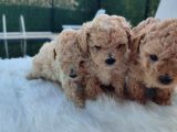 Orjinal Maltese Anneden Maltipo Bebekler