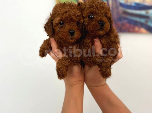 Safkan Teacup Toy Poodle Miniğim görsel