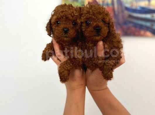 Safkan Teacup Toy Poodle Miniğim görsel
