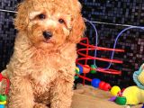 Kahve Tonlu Puppy Kıvırcık Tüylü Malti̇po Ci̇nsi̇ 