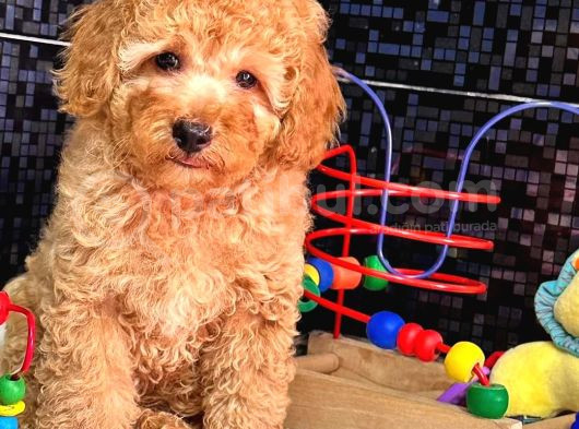 Kahve Tonlu Puppy Kıvırcık Tüylü Malti̇po Ci̇nsi̇  görsel