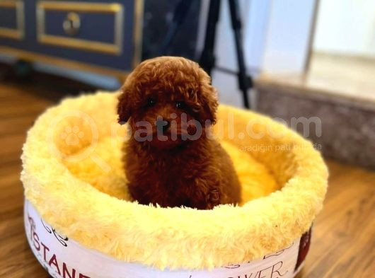Red Braw Kıpkırmızı Ev Üretimi Tooy Poodle  görsel